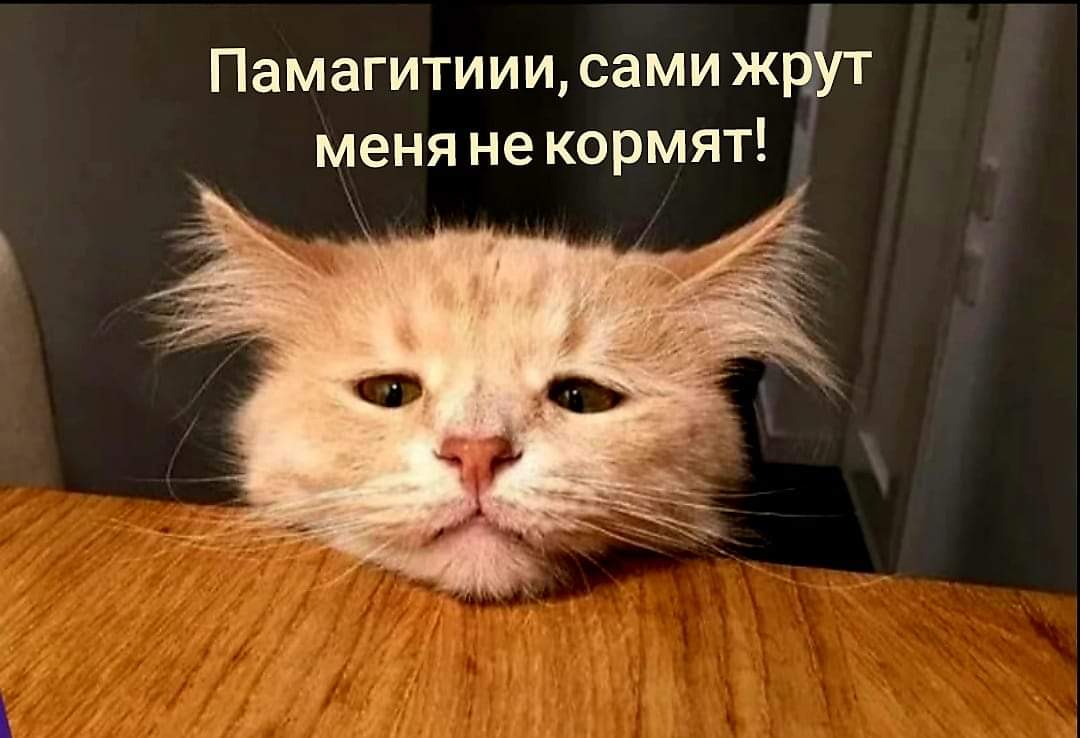 Dona Rumata tweet media