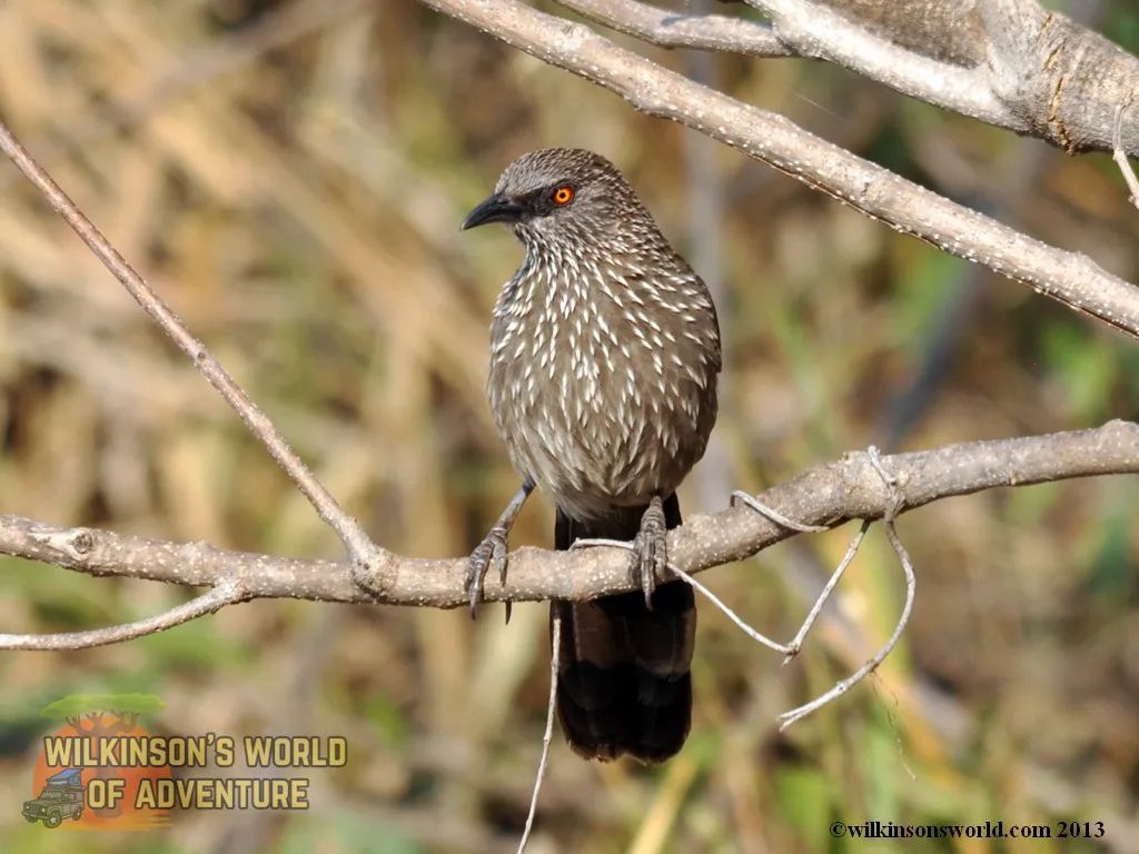 wilkinsonsworld's tweet photo. An arrow-marked babbler #KrugerPark #ArrowMarkedBabbler #SouthAfrica #BirdsOfKruger #birdwatching #BirdsOfTwitter #birdphotography #BirdsSeenIn2013 https://t.co/jseagEKcv9