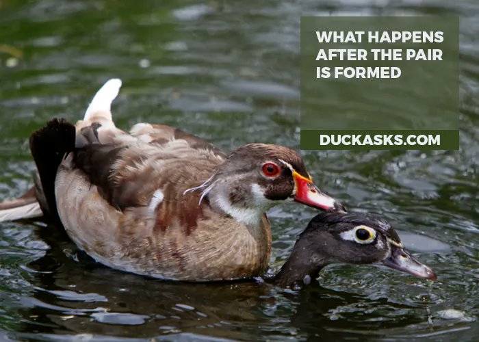 duck_asks's tweet photo. Get the best idea about "Are Wood Duck Pairs Always Together"! Well, it's probably because you have spotted them throughout the breeding season when they mate and stay up close to each other and more! #duckpairsalwaystogether #duckpairs #ducks #duckasks https://t.co/i6ALnocNCz