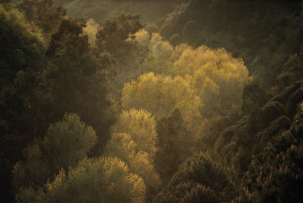 AnneMortier1's tweet photo. Autumn leaves by Ernst Haas
#masterofcolor #photography https://t.co/RpEsoZmKZL