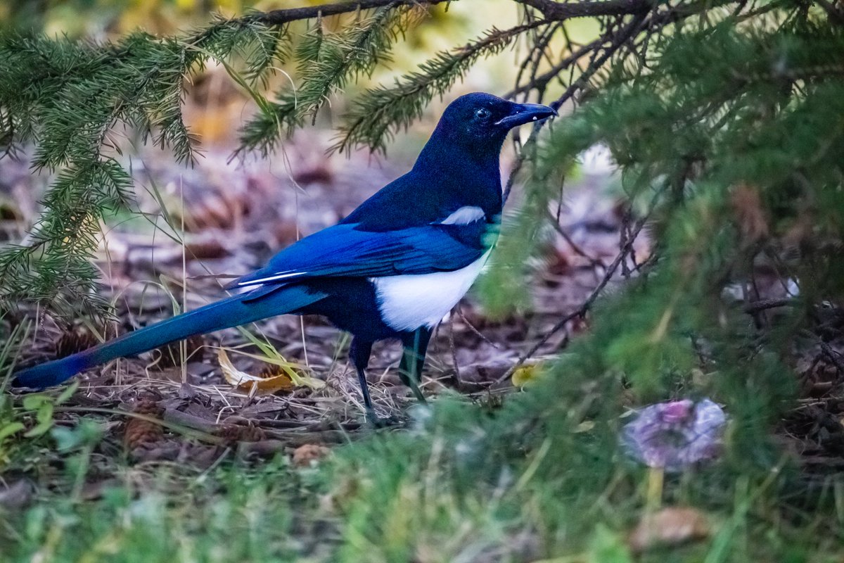 Magpie.

#naturephoto
#naturephotograph
#naturephotography
#photographer
#photography
#photographynature
#photographyphotos
#magpie