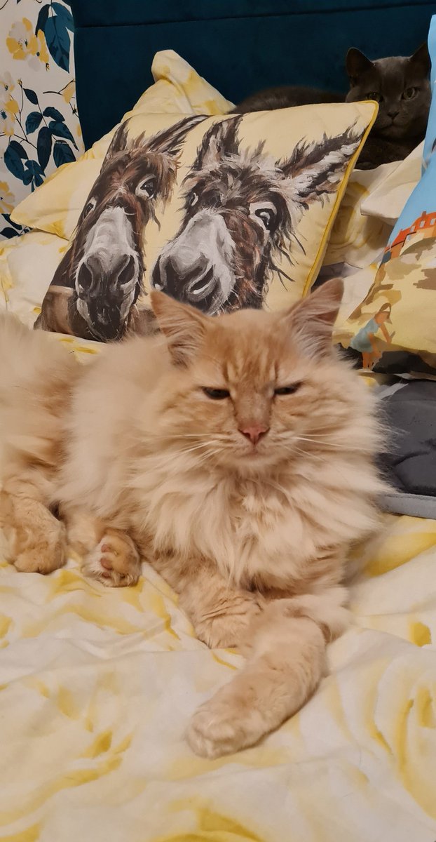 Happy #Caturday from Misty and Boo. <a href="/jfkerr94/">Jordan Kerr</a>