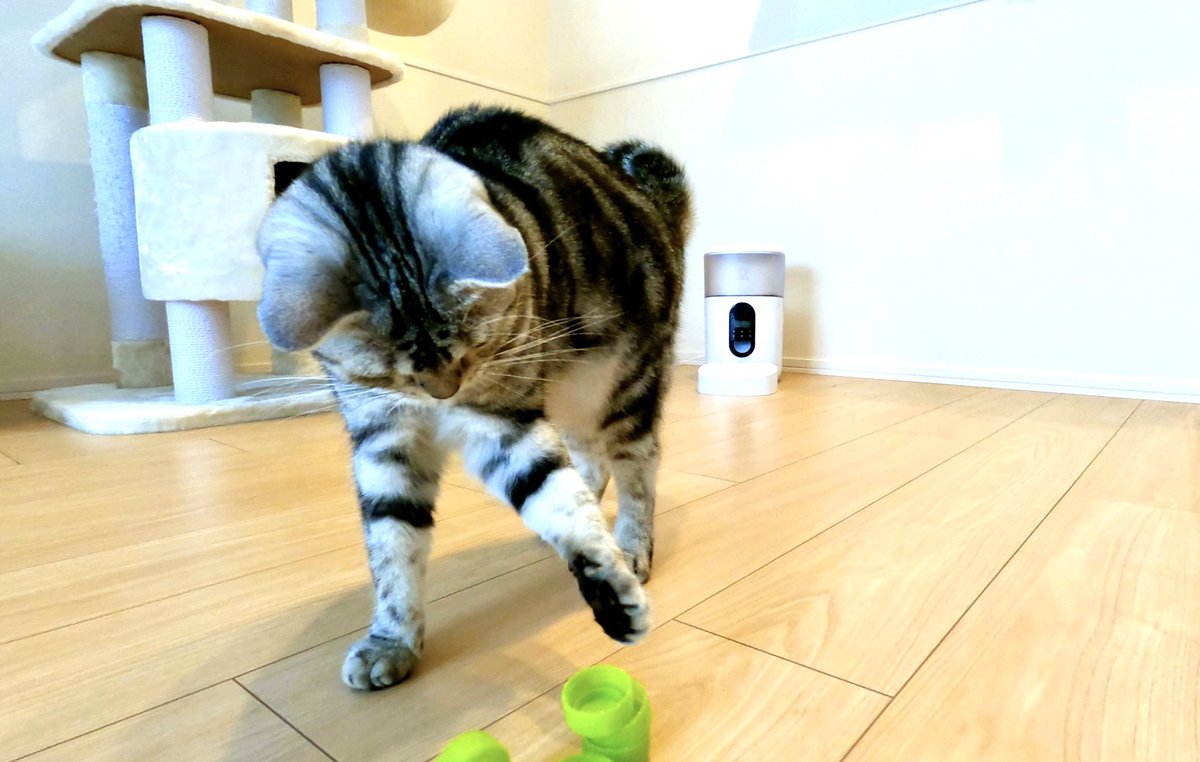 ameshoconnie's tweet photo. 前足かわいい😍🐱✨ https://t.co/ab5DyCXvlP