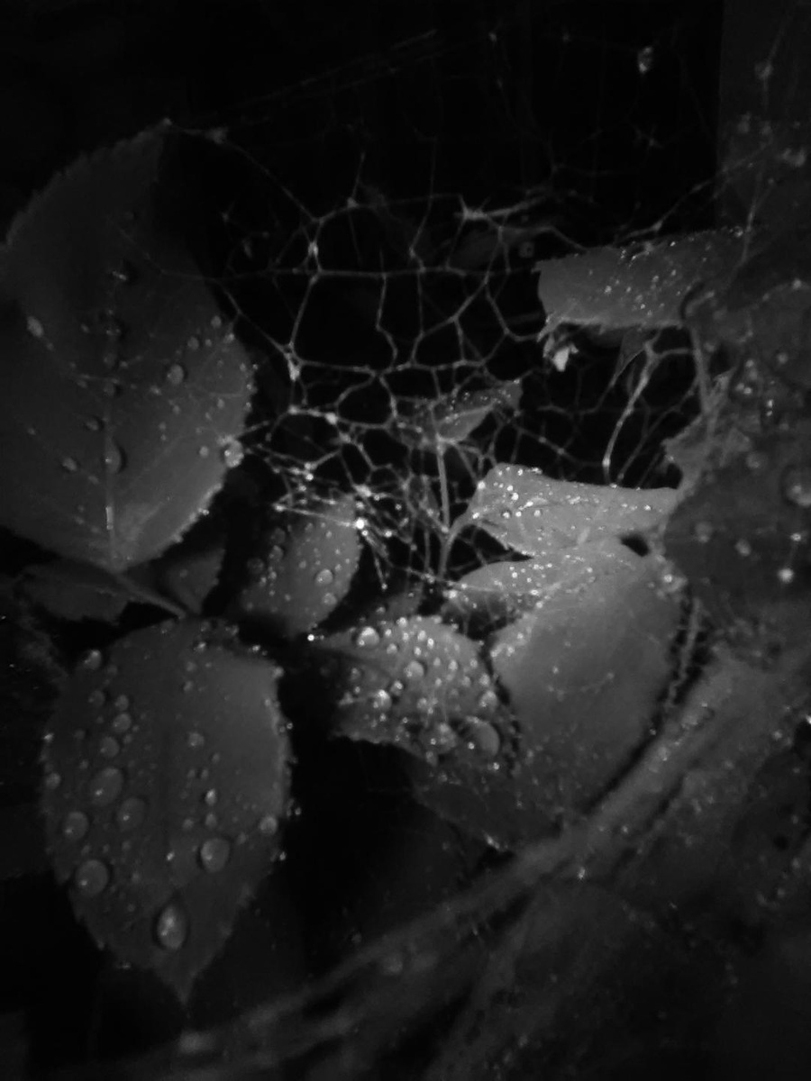 LabrynthKnight's tweet image. #photography #blackandwhitephotography #leaves #spiderweb #nighttime #rain 
W. Hess, 2019.
