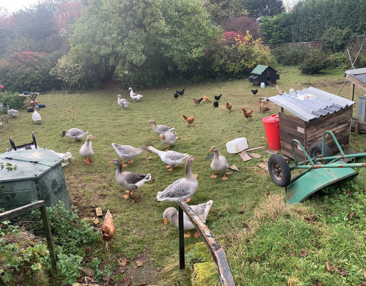 My garden is not my own anymore 🪿🪿🪿🪿🦆🦆🦆🐔🐔🐔