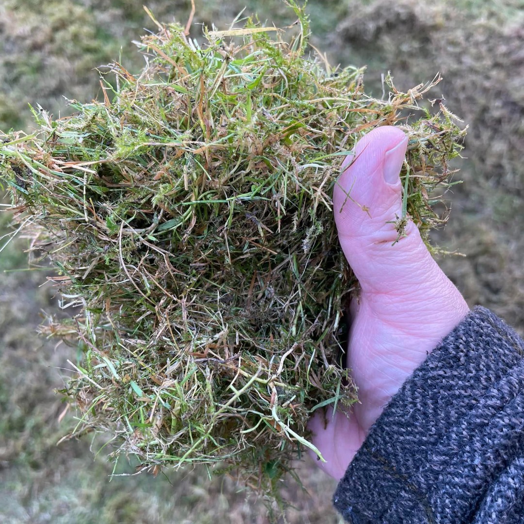 Post-scarifying the Front Court lawn! Aerating the soil, removing thatch and debris, and encouraging germination to reinforce its health over the winter months 🌱🌱