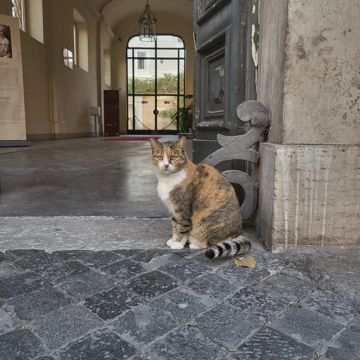 sampietrino's tweet photo. Gatto di Roma.
ph @kitkudaily

It's #Caturday!

#gattidiroma #catsofrome #gatti #cats #romancats #catofrome #catsofitaly #ermejodercolosseo #catlife #catslover #sampietrini #sanpietrini #roma #rome #romerightmeow https://t.co/V00L4Qqn8I