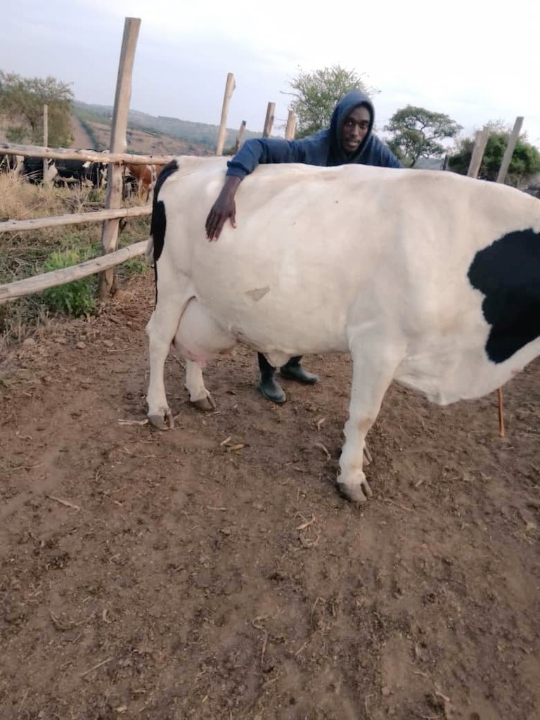 weekend at the farm😍 my dairy herd is a promising venture!