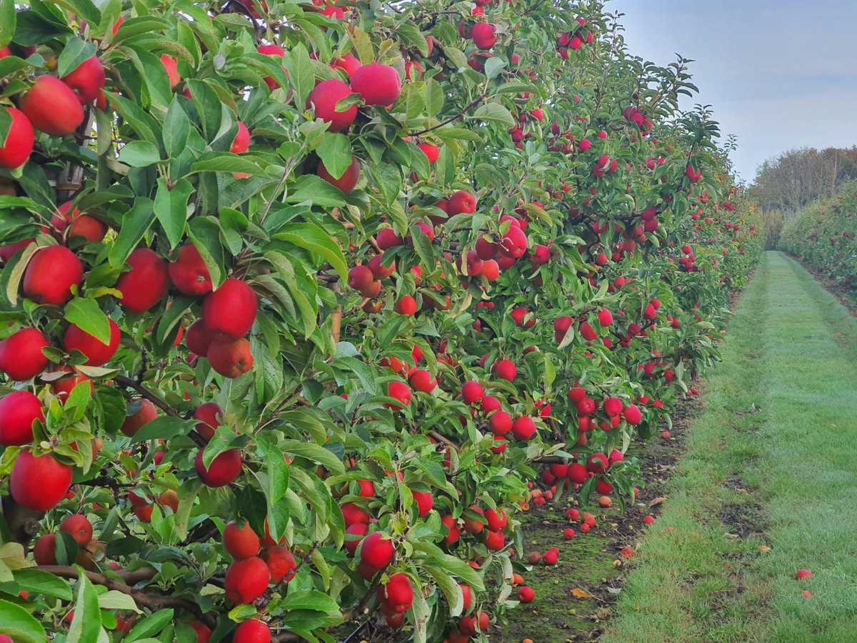 Absolutely thrilled to share the latest #OrchardWatch update with you all! 🍎 Our growers at FW Mansfield &amp; Son let these British Jazz apples ripen an extra week, leading to the most incredible deep reds and pinks. 🌈 A bit of patience has certainly paid off! #BritishApples