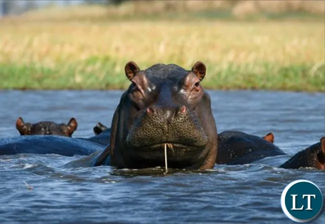 1/ Anthrax in Zambia. Here's what you need to know.