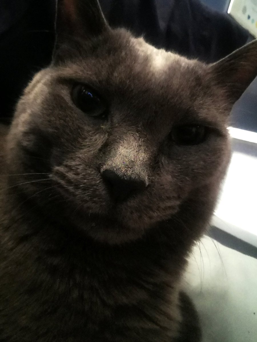 PaulaJR34's tweet image. #currentview 😸