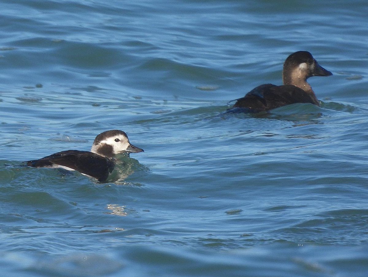 Look what I found yesterday boogeying along the Morro Bay Sandspit. Smooch that cute face. Good morning!