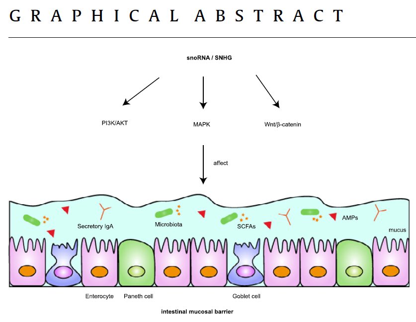 J Adv Res 2023 Apr:46:75-85.
 doi: 10.1016/j.jare.2022.06.004. Epub 2022 Jun 11.

Our review:

Small nucleolar RNAs and SNHGs in the intestinal mucosal barrier: Emerging insights and current roles