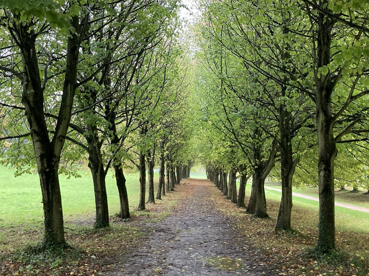 ⁦Castle Ward Lime Tree Walk ⁦@bbcniweather⁩ ⁦@WeatherCee⁩ ⁦@angie_weather⁩ ⁦@barrabest⁩