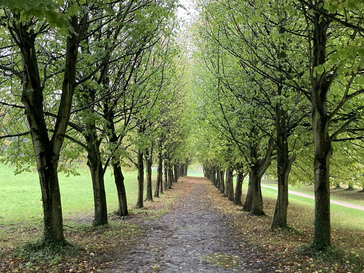 Michael10815345's tweet photo. ⁦Castle Ward Lime Tree Walk ⁦@bbcniweather⁩ ⁦@WeatherCee⁩ ⁦@angie_weather⁩ ⁦@barrabest⁩ https://t.co/79IIeD1cFL