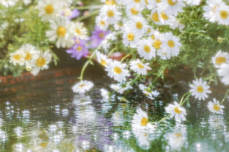 PXTELUVFARUCHAN's tweet photo. 💐 — #MYRS_moontalk , w @PRINKPROUND

บทเพลงบรรเลงดังไปทั่วโปเต้ได้ก้าวเดินไปหาคู่เต้นรำของตนเอง

ดอกเดซี่สีขาวดอก���นึ่งถูกหยิบออกมาจากด้านในเสื้อสูทก่อนจะเอื้อมมือหนาเอามันไปประดับไว้บนเส้นผมของอีกฝ่าย

ก่อนโปเต้จะโค้งเล็กน้อยและยื่นมือหนาไปหาคู่เต้นรำของตน

“ dance with me ? ” https://t.co/gzSPKvFx4Z
