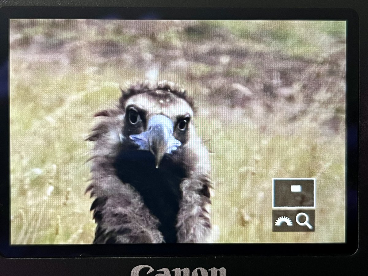 marcbuzzard's tweet photo. If there was a swear box in this hide 🫣 !!! 300 vultures all to ourselves! #Buseuproject 🇪🇸 https://t.co/c27BHfXsGF
