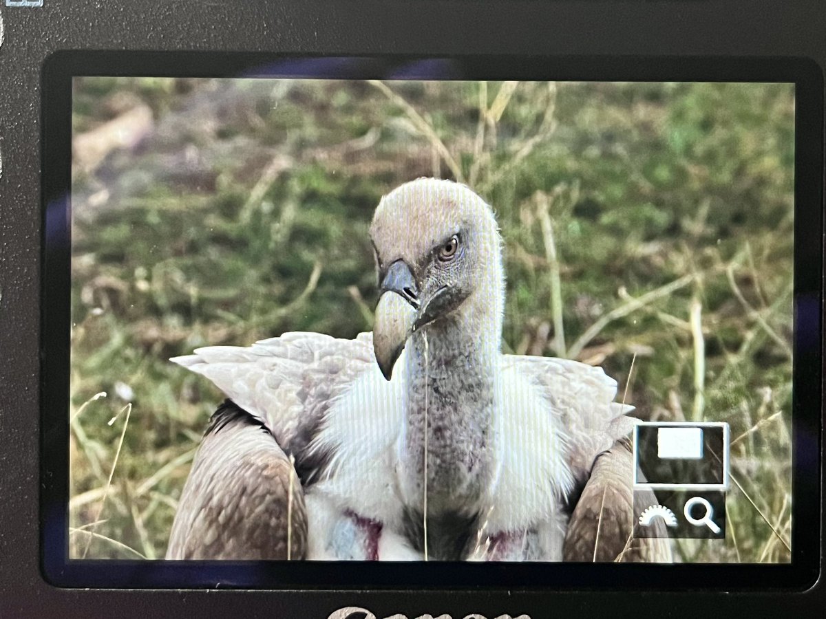 marcbuzzard's tweet photo. If there was a swear box in this hide 🫣 !!! 300 vultures all to ourselves! #Buseuproject 🇪🇸 https://t.co/c27BHfXsGF