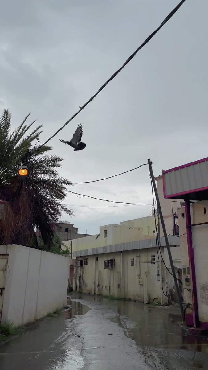 رائحة المطر .. حَياة 🤍