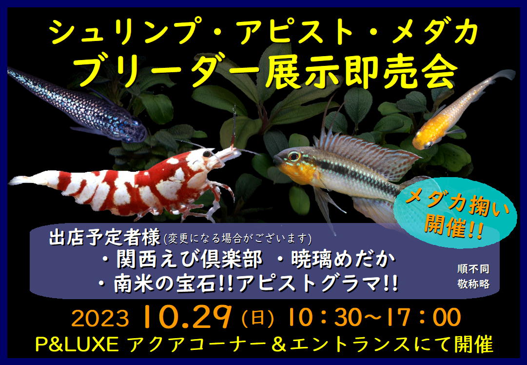 こんばんは🌙😃❗さぁ明日はいよいよ初主催のはちゅもふわーるど開催です。今晩は寝れるかなぁ😢
眠い顔してたらやっぱりねって笑ってください🤣アクアブリーダー即売会&amp;はちゅもふわーるどのダブル開催なのでドキドキです。アクア、爬虫類、小動物、奇虫等々色々いますので是非覗いてみてね～‼️