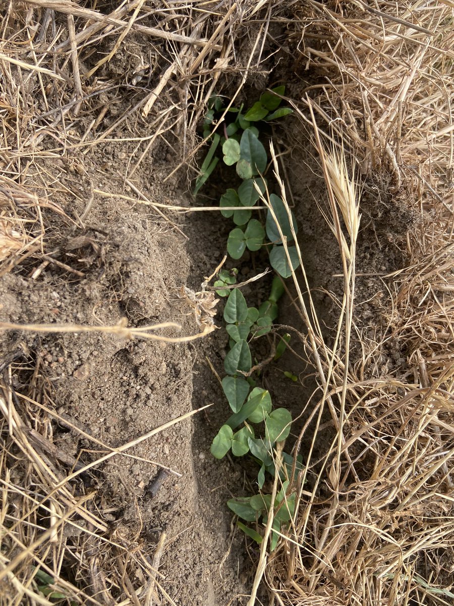KanePage4's tweet photo. Warm season mix up and away. Wider spacing 800mm will hopefully conserve some moisture for later use. Sunnies, cow pea, buckwheat, sorghum, pillar forage rape, linseed. https://t.co/reY8hqbktJ