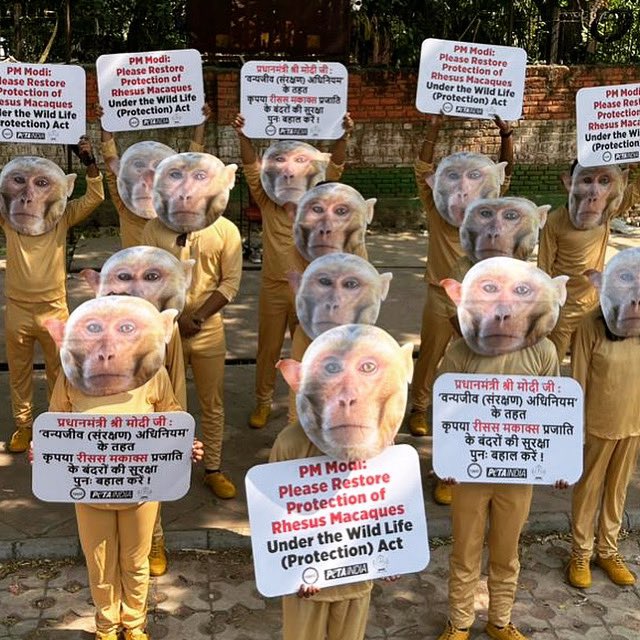 These rhesus macque monkeys pleaded for <a href="/narendramodi/">Narendra Modi</a> to restore and strengthen their protections under India's Wildlife Protection Act, so that they could be safeguarded from exploitive experimentation, use in the meat and pet trade industries, and more. petaindia.com/blog/troop-of-…