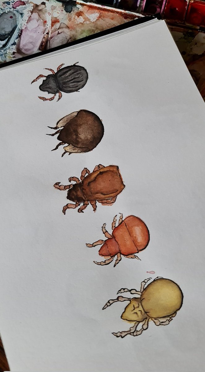 The earthy colors of oribatid mites

#oribatida #watercolor