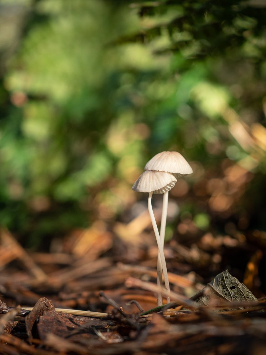Joeynoble's tweet photo. Just the two of us ๐
#fungi #forever #love #mushroom #NatureBeauty #forest #photography @OMSYSTEMcameras #omdem1mkii #macro #macrophotography https://t.co/RAWtUAKEpm