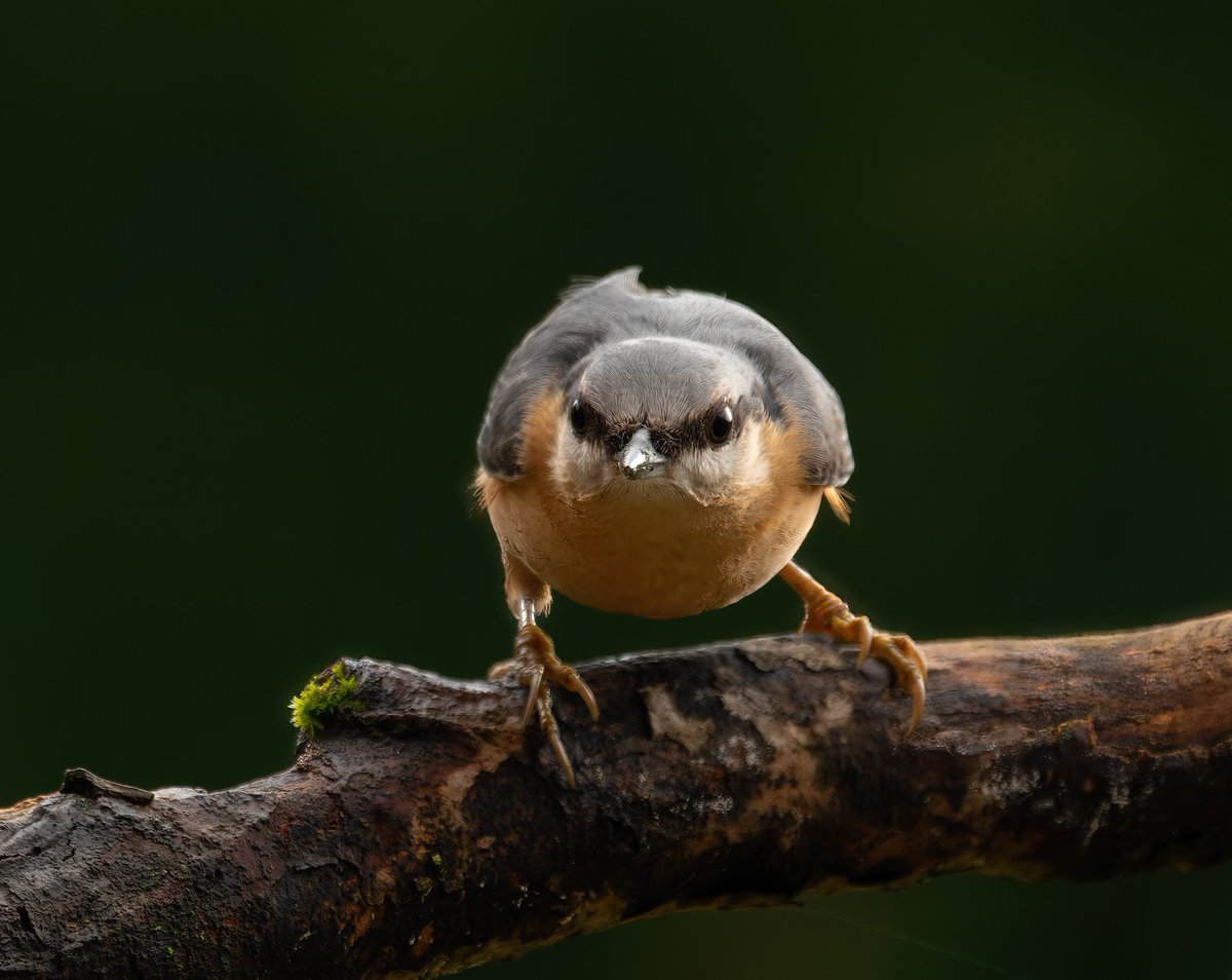 Good Morning from the nuthatch. #wildlifephotography #nature #TwitterNatureCommunity #ThePhotoHour #photooftheday @Natures_Voice @Birdsoftheworld @Team4Nature #birdphotography #birds #birdwatching #Britishnatureguide @RSPBbirders #BirdsofTwitter #BBCWildlifePOTD @wildlifemag