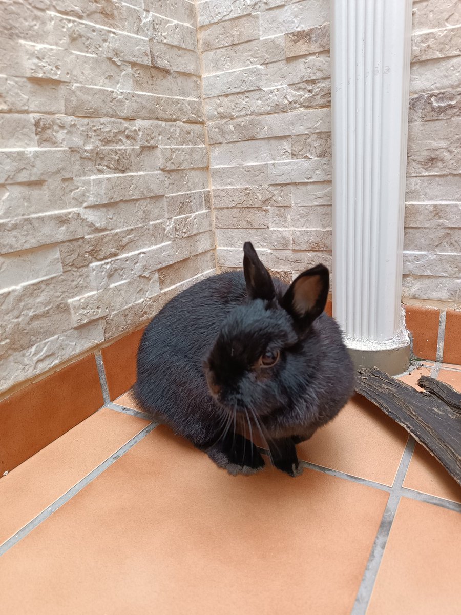 treasure_AcM's tweet photo. Que mejor modelo que ella para probar la cámara del nuevo móvil 🐇🖤 https://t.co/hFGsGorSna