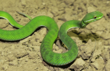 ISYEBsp (@isyebsp) on Twitter photo Trimeresurus uetzi sp. nov: une nouvelle espèce de crotale des bambous du Myanmar, par Vogel etal. dans <a href="/Zootaxa/">Zootaxa updates</a> doi.org/10.11646/zoota… @ISYEB_umr #taxonomy <a href="/Le_Museum/">Muséum national d'Histoire naturelle</a> <a href="/Sorbonne_Univ_/">Sorbonne Université</a> @INEE_CNRS <a href="/UnivAntilles/">UnivAntilles</a> <a href="/EPHE_PSL/">École Pratique des Hautes Études - PSL</a> Trimeresurus uetzi sp. nov: une nouvelle espèce de crotale des bambous du Myanmar, par Vogel etal. dans <a href="/Zootaxa/">Zootaxa updates</a> doi.org/10.11646/zoota… @ISYEB_umr #taxonomy <a href="/Le_Museum/">Muséum national d'Histoire naturelle</a> <a href="/Sorbonne_Univ_/">Sorbonne Université</a> @INEE_CNRS <a href="/UnivAntilles/">UnivAntilles</a> <a href="/EPHE_PSL/">École Pratique des Hautes Études - PSL</a>