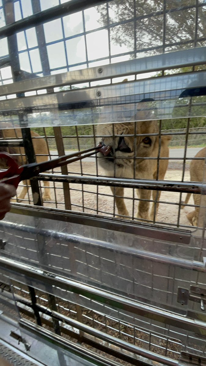 My daughter and I boarded our Jungle Bus and I did something fascinating... well, we both did... we fed several types of animals, but most notably, we fed bears and lions!  😳 Imagine that!  🐻🦁🐴🦓🐫🐘🦬🦒🐯🐰
#IFedALion #ExperienceLife #VibrantLife