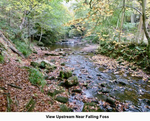 This easy, 5 mile walk to Falling Foss and Littlebeck in the #NorthYorkMoors will be a great opportunity for #autumn colour. Lovely views to the coast too. For free, detailed directions, see tinyurl.com/29savs4s

#landscapes #woodland #walking