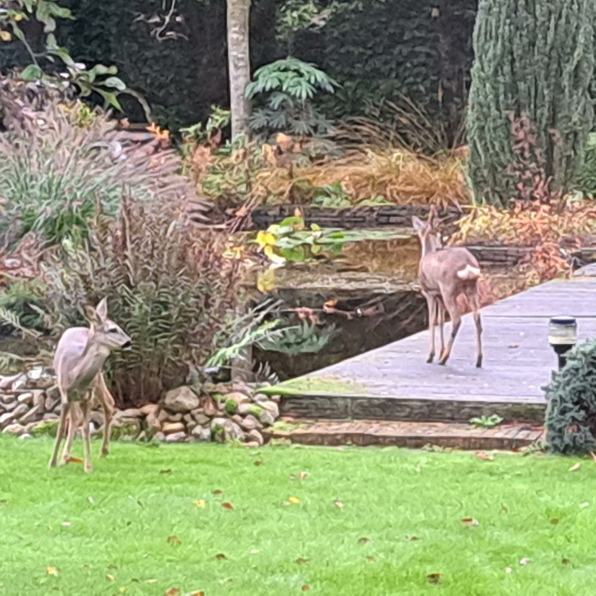 Bezoekers in mijn tuinrestaurant🦌🦌🌹😀