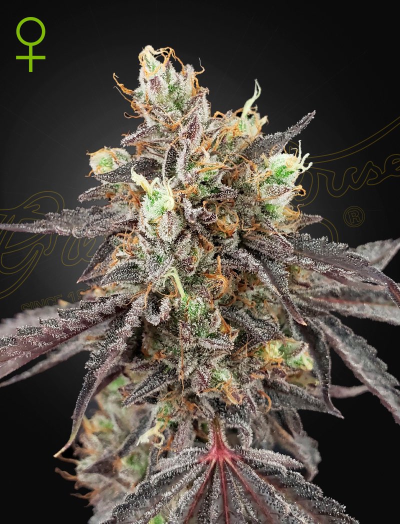 CannabisSeed_Co's tweet photo. Gelato #41 x Gelato #41 Auto by Green House Seeds

If you are looking for the perfect auto-flowering version of Gelato #41, then this is your strain!  After careful research, Greenhouse Seeds have selected only the most satisfying plants that reflect the main characters of this famous USA genetics, originating from Sunset Sherbet and Girl Scout Cookies (Thin Mint Pheno).  The plant is short, compact and with good number of branches. Indoors, this plant can produce up to 450g/m2 if grown correctly, with a height of 100/130 cm.
 The flowers of this strain are very compact, resinous, and characterized by a purple color that comes out especially towards the end of the flowering phase. 
Breeder: Green House Seeds Seed Type: Autoflowering Feminised Genetics: Gelato #41 x Gelato #41 Auto THC: 18-30% Indica/Sativa: Indica / Sativa Height: 100cm Smell: Gelato, citrus, grape, gas, cream Harvest: 70 Days from germination