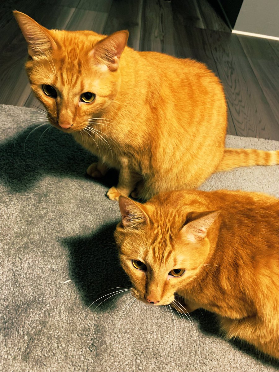 旅行終わり！
現実よただいま！
ごましおー😻ただいま🥰
昨日は陶器婚式😌
旦那よありがとうございます☺️
#結婚記念日
#感謝
#家族
#猫のいる生活