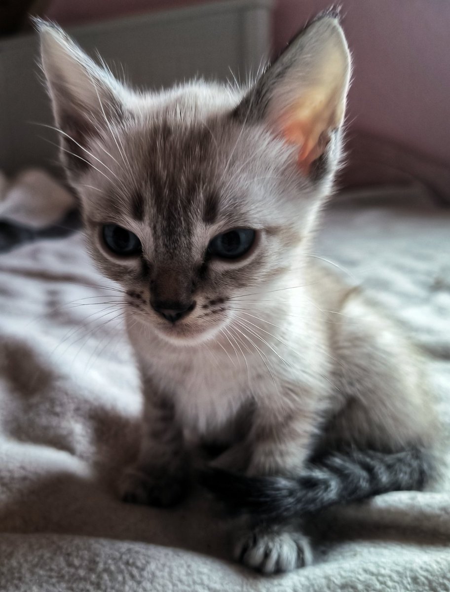 RunDuckling's tweet image. 