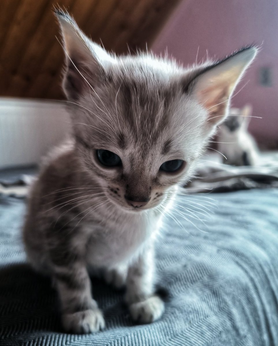 RunDuckling's tweet image. 