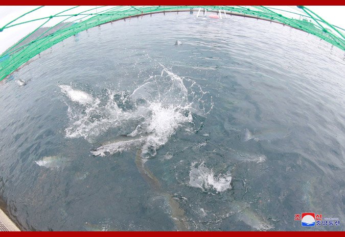 朝鮮人民軍bot tweet media