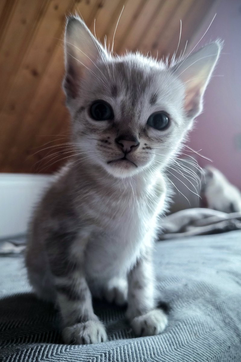 RunDuckling's tweet image. 