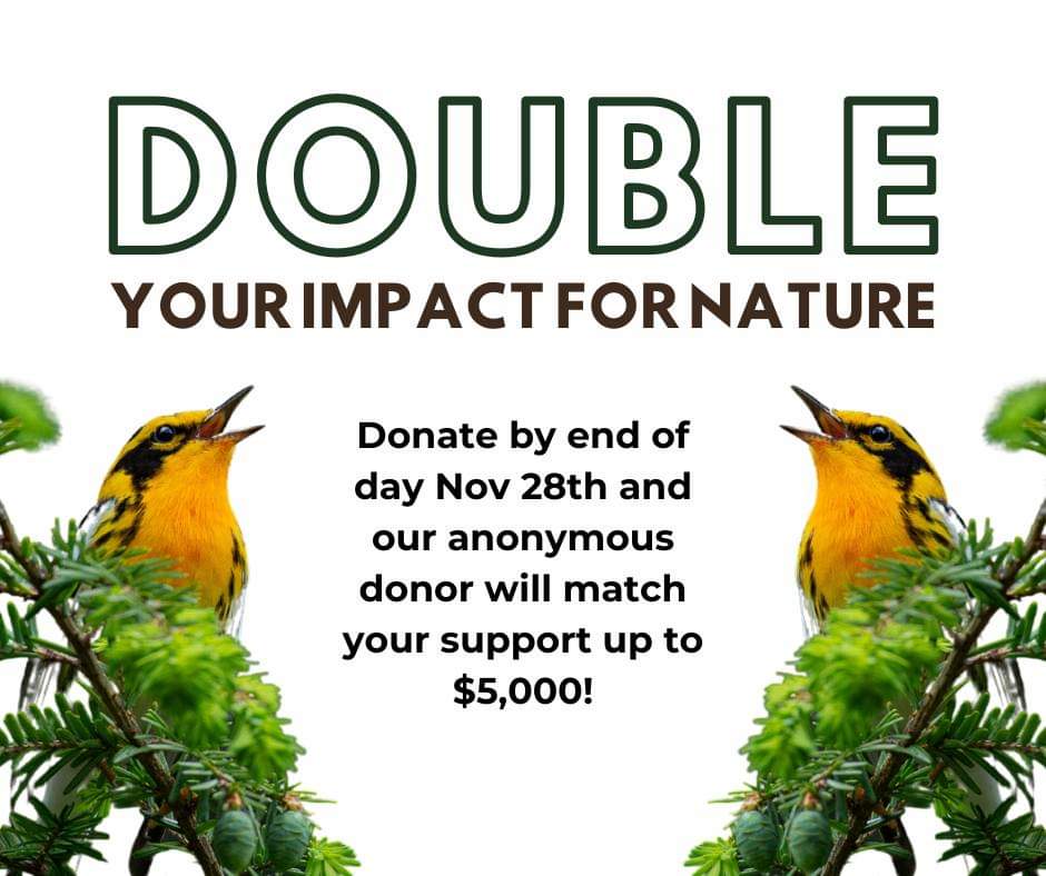 Giving Tuesday is coming up next month. Will you help us secure $10,000 for nature by donating to one of our projects this season? We have lots to choose from! Donate before the end of day on November 28th and double your impact: canadahelps.org/en/charities/f…
