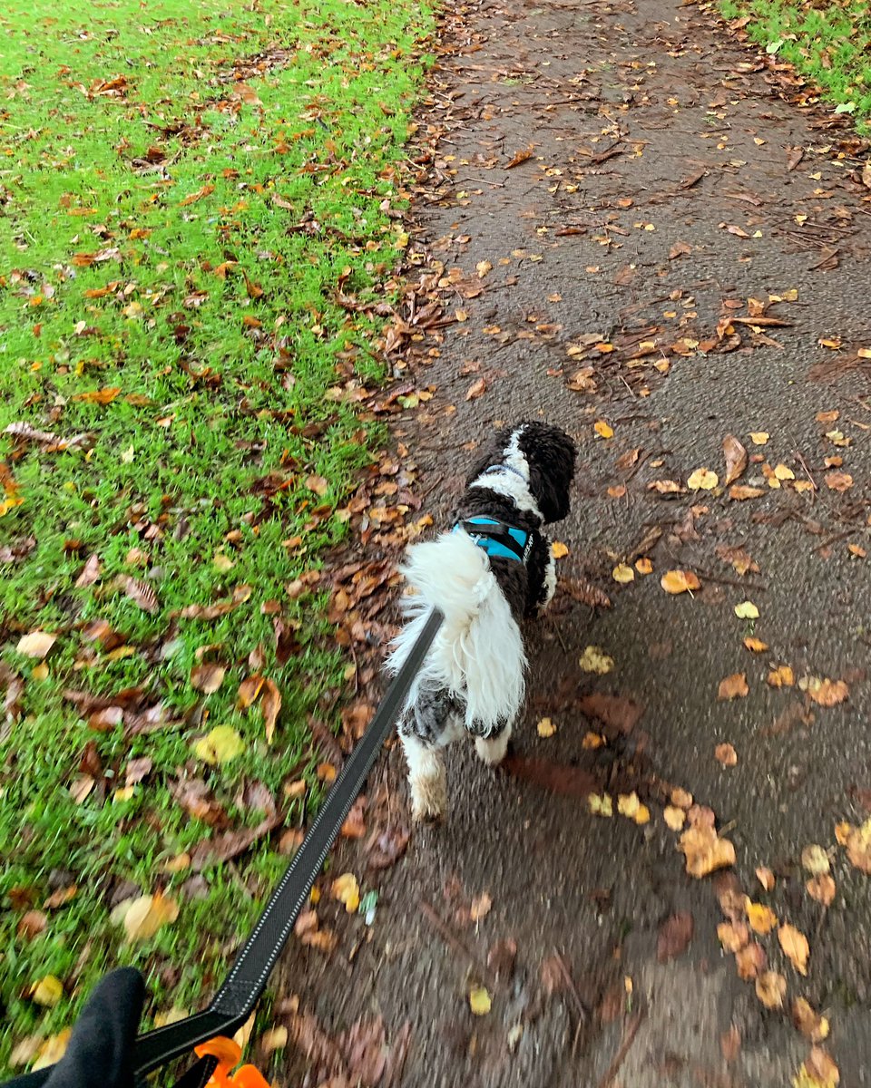 ValerieBarlow6's tweet photo. A #parkrun #pb for #Wallydog #barkrun 🖤🤍🐶🐾 @parkrunUK https://t.co/J6fZJKaXf4