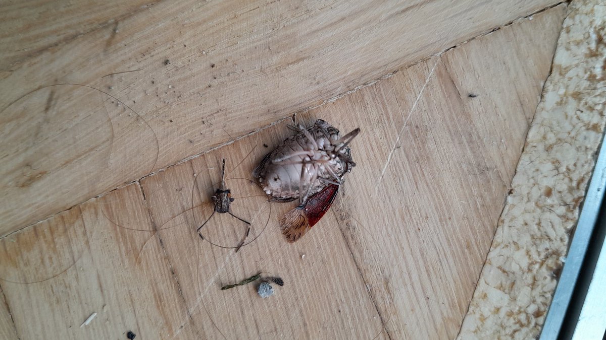 fluffy_scorpio's tweet photo. This fucker was in my pants and I sat on him... ew https://t.co/jHRAUU7GEi