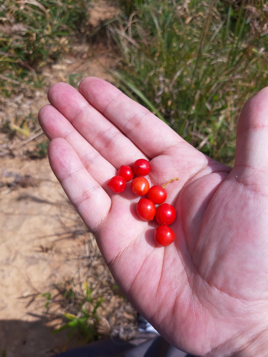 気持ちいい秋晴れなので、体力つけに山登りしました⛰️
往復で三時間。初心者にはちょうど😆
途中木の実で栄養補給🍒

#山登り #登山 #秋晴れ #木の実 #中性脂肪落としたい