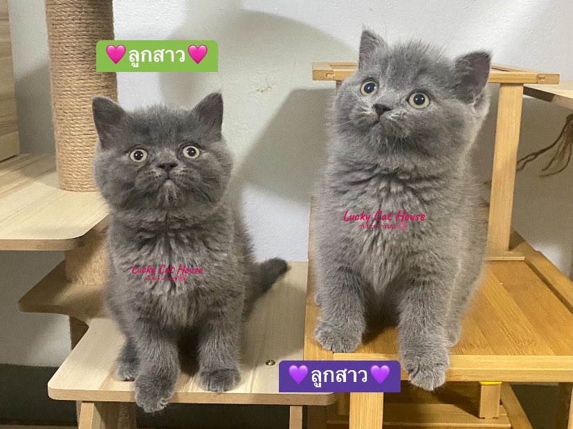 KanyakronPP's tweet photo. ✅สินสอด15,000บาท
✅น้องแมวสก็อตติชแท้ 
✅เพศเมีย ใบscfc
✅เข้ากะบะทรายเป็น 
✅ทานอาหารเม็ด
✅ถ่ายพยาธิ
✅หยอดเห็บหมัด
✅ตรวจหัดแมว
✅วัคซีน
🏠 น้องแมวอยู่กาญจนบุรี 
🚘ส่งได้ทุกจังหวัดค่ะ
📌น้องมีมัดจำ1,000บาท
📞สนใจโทร064-1129787 
📱ID:petch2552 https://t.co/ixdWVgdxxp