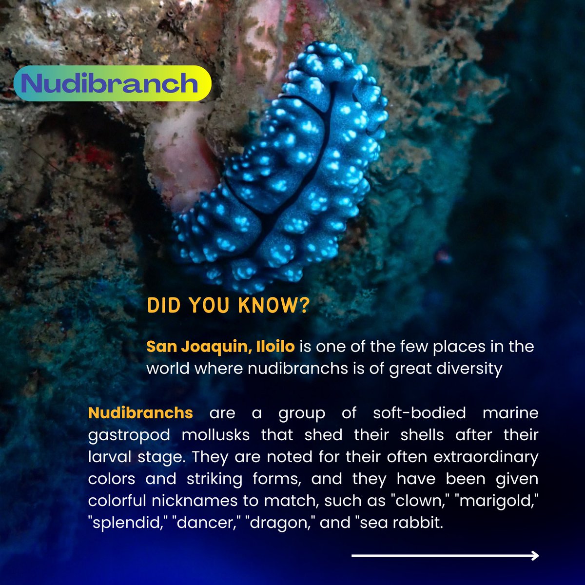 DID YOU KNOW? San Joaquin, Iloilo is one of the few places in the world where nudibranchs is of great diversity 🪸🫧

Tomorrow, October 29th, as we celebrate sea slug’s day, let us learn a thing or two about these magical sea creatures!