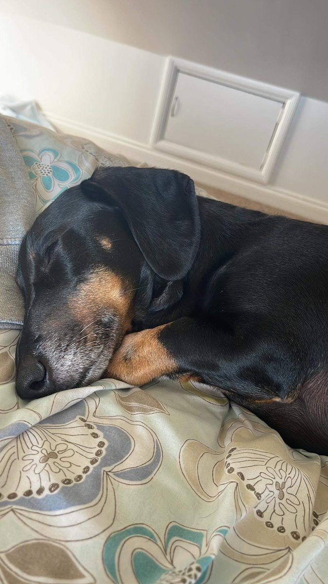 PicklesDexter's tweet photo. Played non stop all morning, now it’s nap time #nap #play #weekendplans https://t.co/0QEIgwOmUT
