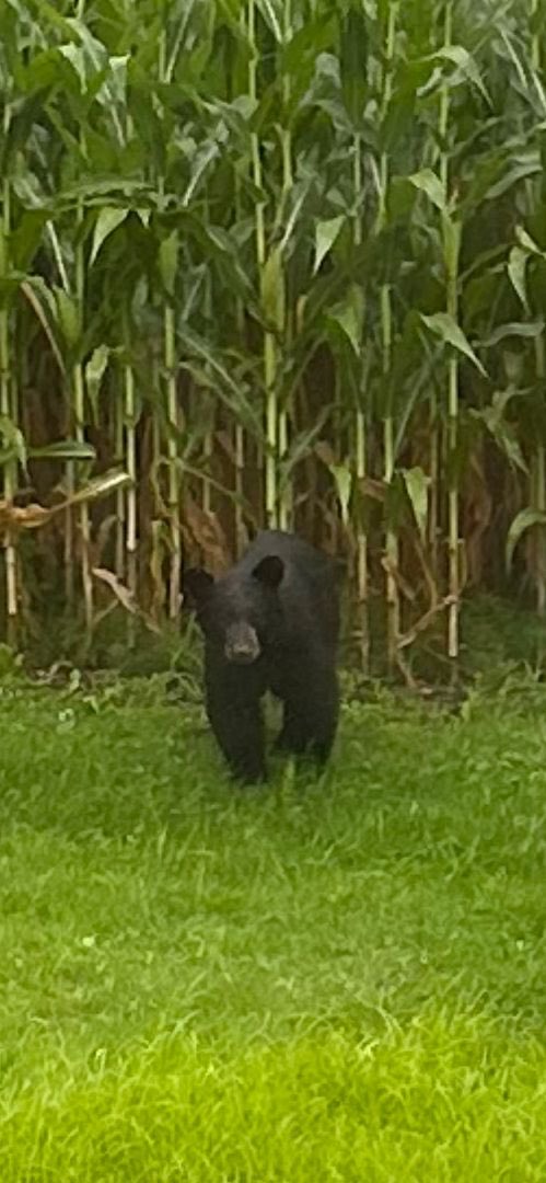 MetalqueenOG's tweet photo. My new neighbor ... Hope he likes cats cuz he didn't like the corn .. imagine being in a non-existent maze and you didn't know that you were in .. now imagine pissed but embarrassed bear .. #bear #blackbear #cub #caturday ⁦@midlandontario⁩ https://t.co/bfQA53Bgob