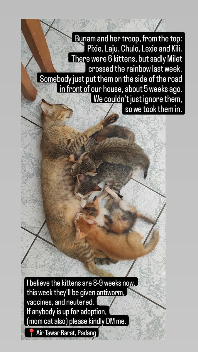 pujium's tweet photo. Open for adoption: 5 kittens, 8-9 weeks of age, along with mom cat (mom had been neutered). https://t.co/irvsSLBcVZ
