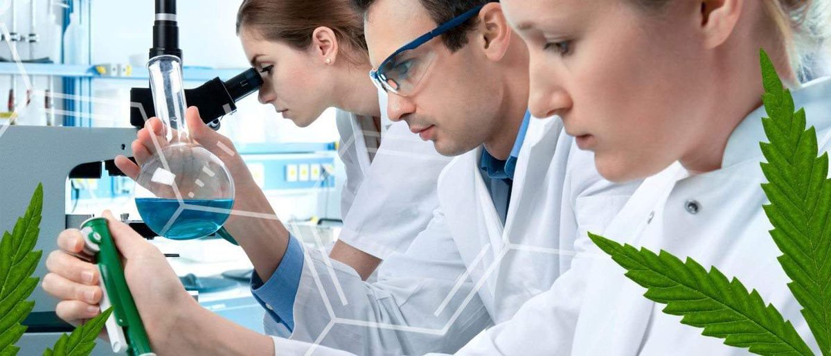 ShopUSMJ's tweet photo. According to scientists working on the project, the strain looks, smells, and even tastes like regular cannabis, without the THC.

vía: @greenrushdaily 
https://t.co/lyyKk66NQn 

#research #medicalCBD https://t.co/AAncZmbrUz